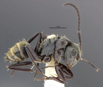 Media type: image;   Entomology 35555 Aspect: habitus lateral view